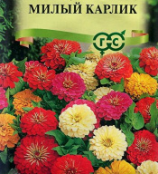 Цинния Милый карлик  "Гавриш"