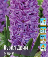 Гиацинт Пурпл Дрим