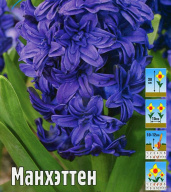 Гиацинт махровый Манхэттен 