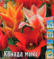 Тюльпан многоцветковый Канада микс