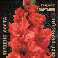 Гладиолус Спартанец
