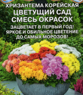 Хризантема корейская Цветущий сад смесь "Premium Seeds"