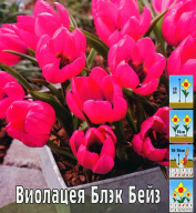Тюльпан ботанический Виолацея Блэк Бейз