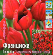 Тюльпан ботанический Франциска