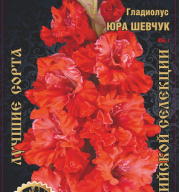 Гладиолус Юра Шевчук 