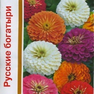 Цинния Русские богатыри "Гавриш"