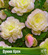 Бегония Вумми Крем 