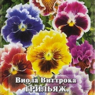 Виола виттрока Грильяж "Гавриш"