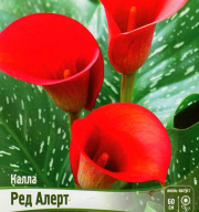 Калла Ред Алерт