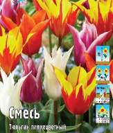 Тюльпан Лилиецветные смесь 
