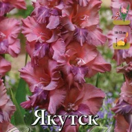 Гладиолус гофрированный Якутск
