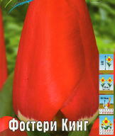 Тюльпан Фостери Кинг