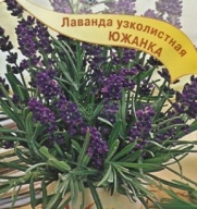 Лаванда узколистая Южанка "Гавриш"