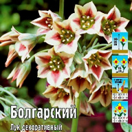Лук декоративный Болгарский