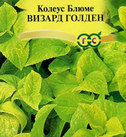 Колеус Блюме Визард Голден  "Гавриш"