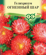 Гелихризум Огненный шар  "Гавриш"