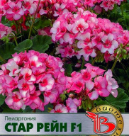 Пеларгония Стар Рейн  F 1 "Биотехника"