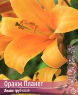 Лилия трубчатая Оранж Планет