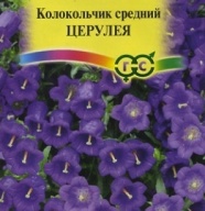 Колокольчик средний Церулея "Гавриш"