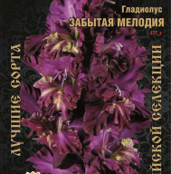 Гладиолус Забытая Мелодия