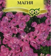 Флокс Друммонда Магия  "Гавриш"