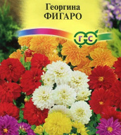 Георгина Фигаро "Гавриш"