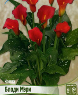 Калла Блоди Мэри 