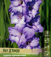 Гладиолус крупноцветковый Кот Д Ажур