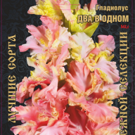Гладиолус Два в Одном