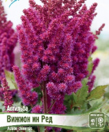 Астильба Вижион ин Ред 