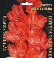 Гладиолус Иван Купала