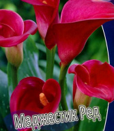 Калла Маджестик Ред 