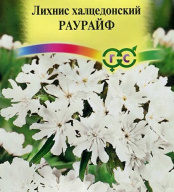 Лихнис халцедонский Раурайф  "Гавриш"