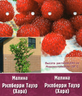 Малина Рэсрберри Тауэр ( Хара)