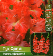 Гладиолус гофрированый Тэдс Фриззл 