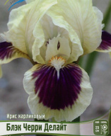 Ирис карликовый Черри Делайт 