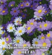 Брахикома иберисолистная Нега "Гавриш"
