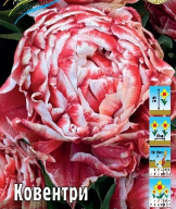 Тюльпан махровый Ковентри 