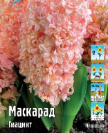 Гиацинт махровый Маскарад