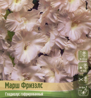 Гладиолус гофрированный Марш Фриззлс