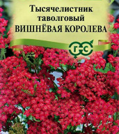 Тысячелистник таволговый Вишневая королева "Гавриш"