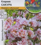 Кларкия  Сакура "Русский Огород"